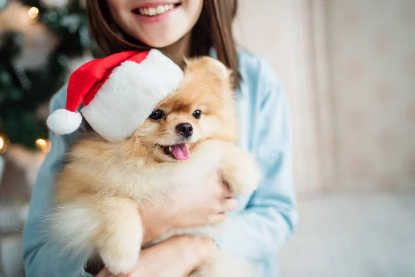 Barnflicka Håller Valpar Jultomten Händerna Nära Julgranen — Stockfoto