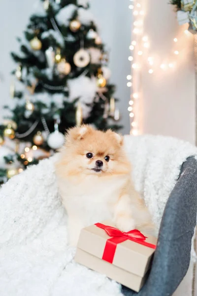 Little Pomeranian dog on the sofa on Christmas tree background