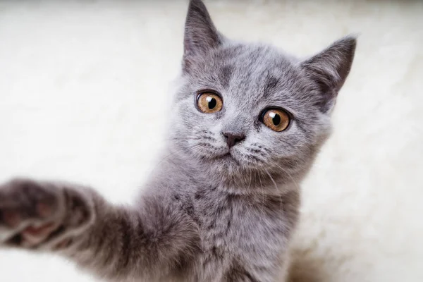 Funny Cat Taking Selfie — Stock Photo, Image