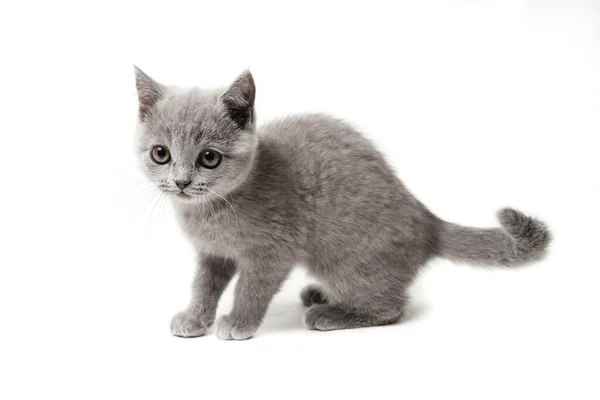 Kitten British Blue White Background — Stock Photo, Image