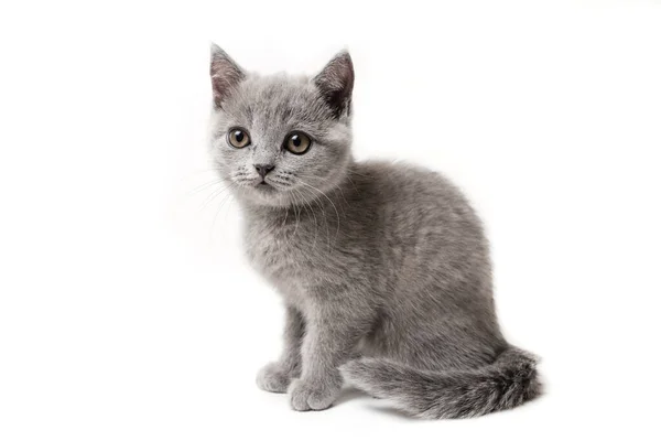 Kociak Brytyjski Niebieski Białym Tle — Zdjęcie stockowe