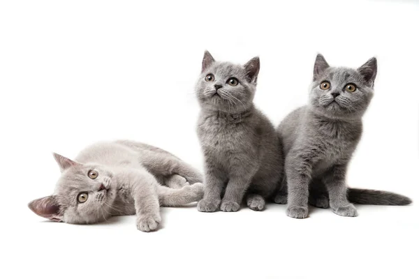 Three Kittens British White Background — Stock Photo, Image