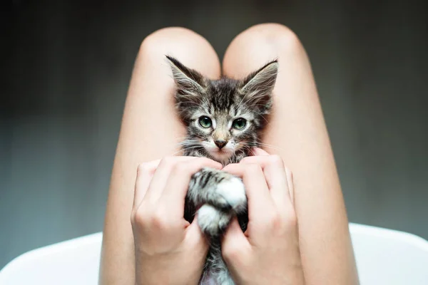 かわいい子猫は所有者の膝の楽しさと純粋さに横たわっています — ストック写真