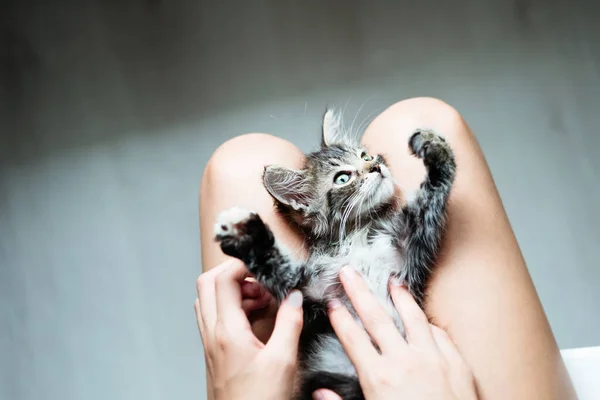 Söt Liten Kattunge Liggande Sin Ägares Knä Njuter Och Spinner — Stockfoto