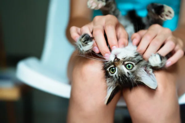 Söt Liten Kattunge Liggande Sin Ägares Knä Njuter Och Spinner — Stockfoto