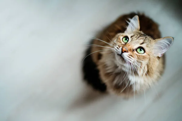 饥饿的猫 绿色的眼睛在寻找食物 — 图库照片