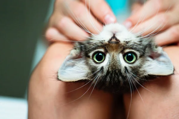 Roztomilé Koťátko Ležící Hlavou Dolů Klíně Svého Majitele Těší — Stock fotografie