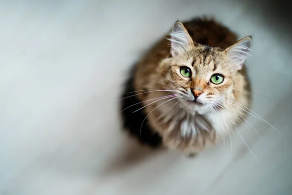 饥饿的猫 绿色的眼睛在寻找食物 — 图库照片