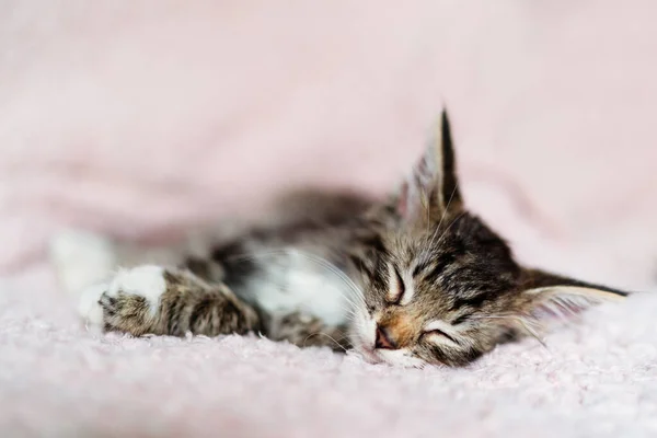 Roztomilé Koťátko Spí Růžové Kožešinové Dece — Stock fotografie