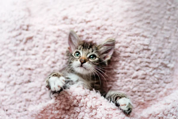 Roztomilé Koťátko Ležící Růžové Kožešinové Dece — Stock fotografie