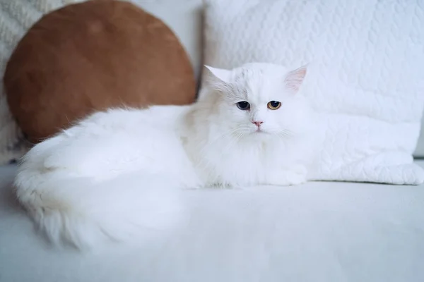 Chat Blanc Avec Des Yeux Différents Couché Sur Canapé Dans — Photo