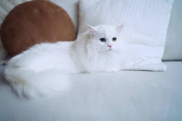                                Oturma odasındaki kanepede yatan farklı gözlü beyaz kedi.