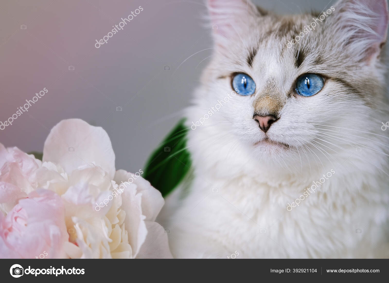 Kucing Putih Dengan Mata Biru Dekat Karangan Bunga Peonies Segar Stok Foto C Uzhursky 392921104