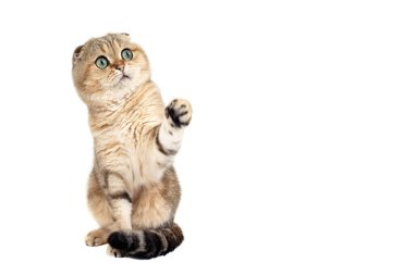 Yeşil gözlü aç kedi yiyecek arıyor ve bekliyor.  