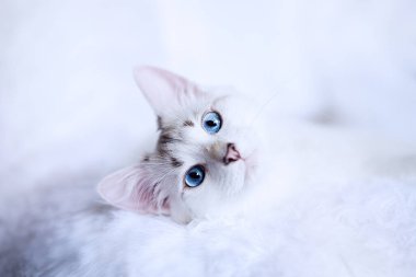                                Mavi gözlü beyaz kedi yavrusu kameraya bakıyor.    
