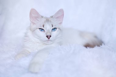                                Mavi gözlü beyaz kedi yavrusu kameraya bakıyor.    