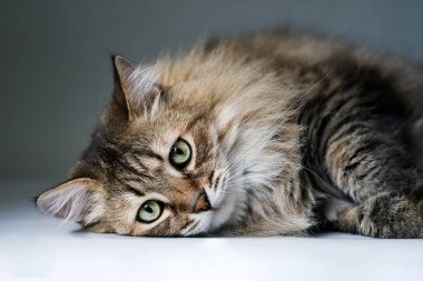                                Yeşil gözlü tüylü kedi kameraya bakıyor.     