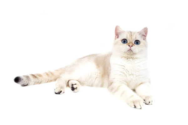 Brittisk Katt Vit Bakgrund — Stockfoto
