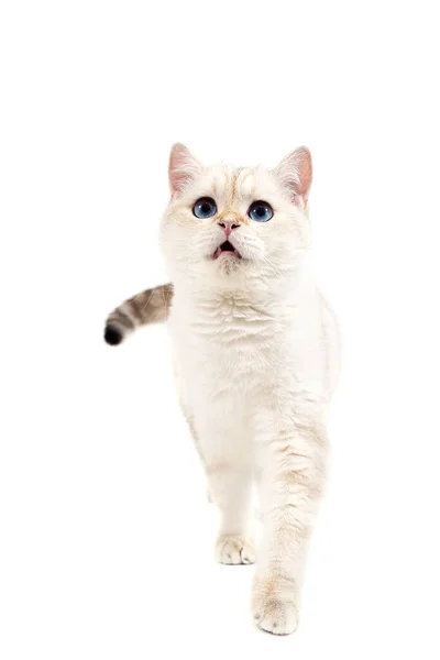 Gato Británico Sobre Fondo Blanco — Foto de Stock