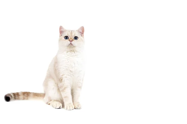 Британская Кошка Белом Фоне — стоковое фото