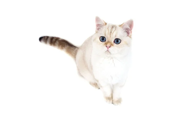 Gato Britânico Fundo Branco — Fotografia de Stock