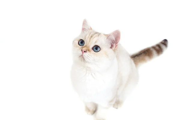 British Cat White Background — Stock Photo, Image