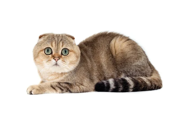 Cat Scottish Fold Χρυσό Λευκό Φόντο — Φωτογραφία Αρχείου