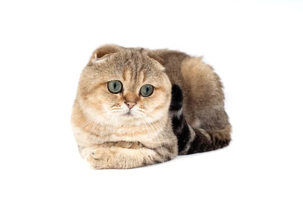 Cat Scottish Fold Золото Белом Фоне — стоковое фото