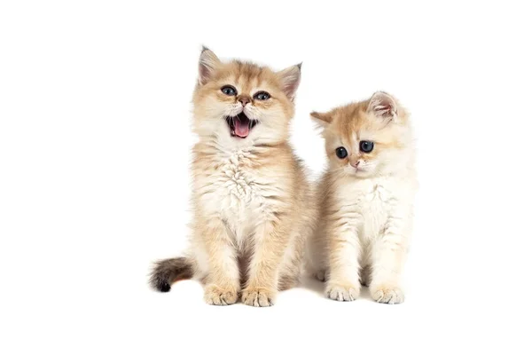 Two Kittens British Gold White Background — Stock Photo, Image