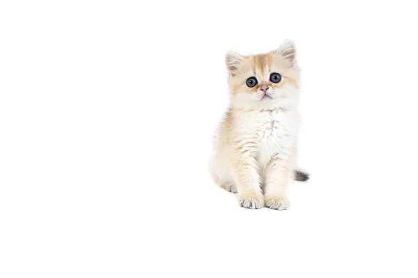 Kitten British Gold White Background — Stock Photo, Image
