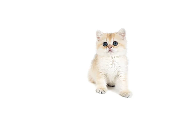白色背景的英国猫金 — 图库照片
