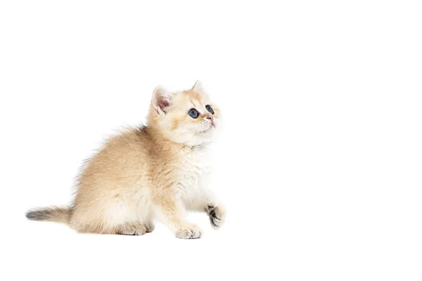 Kitten British Gold White Background — Stock Photo, Image