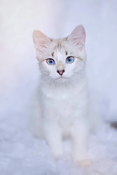Weißes Kätzchen Mit Blauen Augen Blickt Die Kamera — Stockfoto