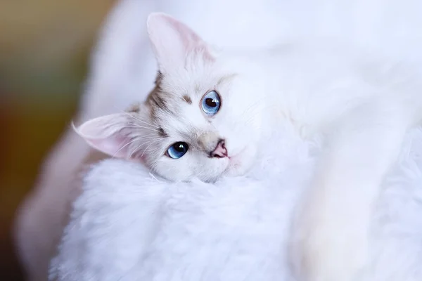 Fehér Cica Kék Szemekkel Kamerába Néz — Stock Fotó