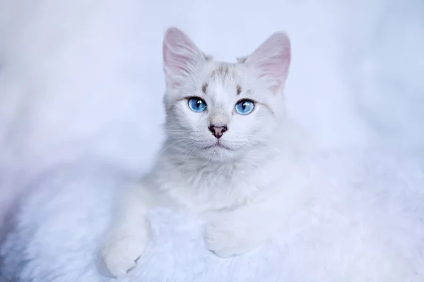 Fehér Cica Kék Szemekkel Kamerába Néz — Stock Fotó