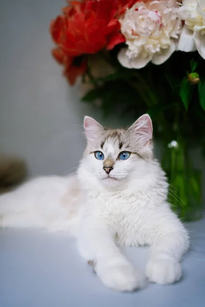 Gatto Bianco Con Occhi Azzurri Vicino Mazzo Peonie Fresche — Foto Stock