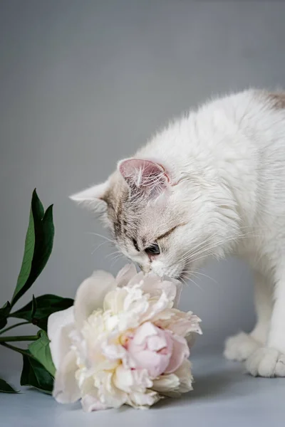 Gato Blanco Con Ojos Azules Huele Ramo Peonías Frescas — Foto de Stock