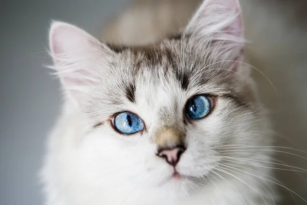 Éhes Macska Kék Szemekkel Keres Vár Élelemre — Stock Fotó