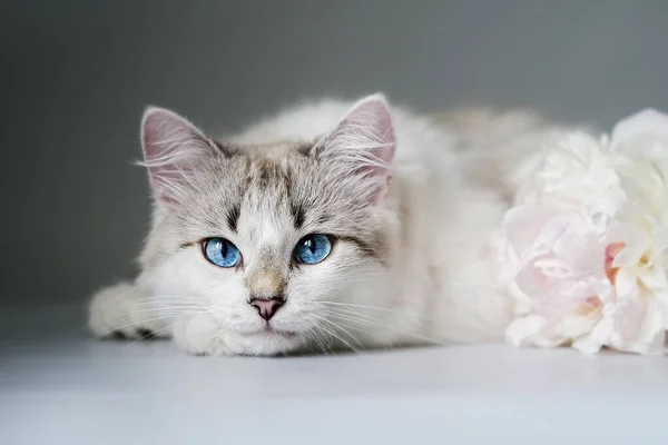 一只蓝眼睛的白猫靠近一束新鲜的牡丹 — 图库照片