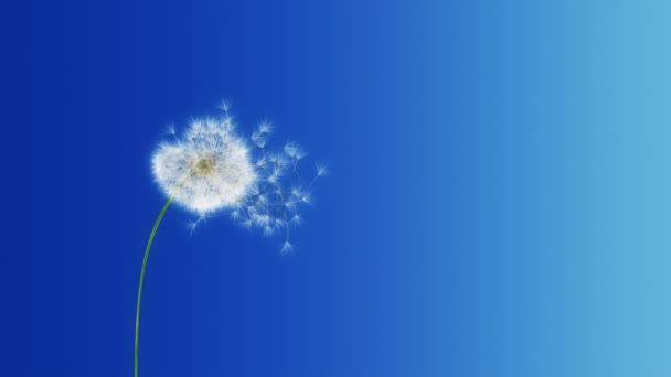 Dandelion Blue Gradient Con Mate Render Diente León Viento Puede — Vídeos de Stock