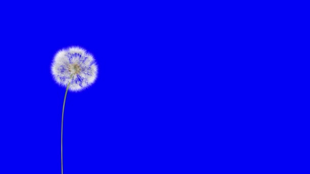 Dandelion Větru Bluescreen Prostorové Vykreslení Dandelion Větru Tomuto Klipu Můžete — Stock video