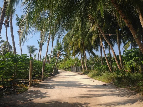 Thoddoo Alif Alif Atoll Maldives Février 2017 Route Poussiéreuse Menant — Photo