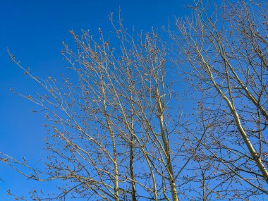 Kış ormanlarında mavi gökyüzüne karşı huş dalları. Yatay olarak. Görünüm.