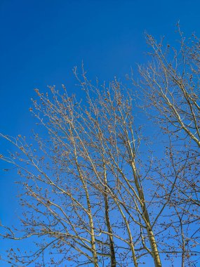 Kış ormanlarında mavi gökyüzüne karşı huş dalları. Dikey. Görünüm.