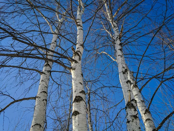 Березовые Ветви Черно Белые Фоне Голубого Неба Зимой Вид Вверх — стоковое фото