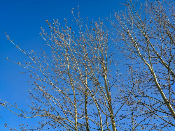 Kış Ormanlarında Mavi Gökyüzüne Karşı Huş Dalları Yatay Olarak Görünüm — Stok fotoğraf