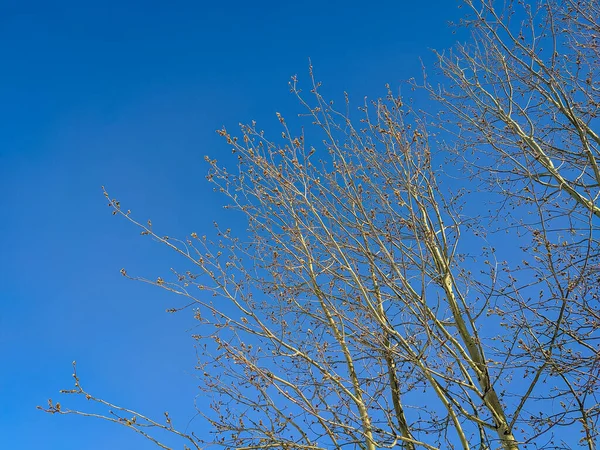 Vidoeiro Ramos Contra Céu Azul Floresta Inverno Outro Ângulo Horizontal — Fotografia de Stock