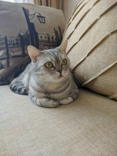 Британская Короткошерстная Кошка Лежит Диване Рядом Подушками — стоковое фото