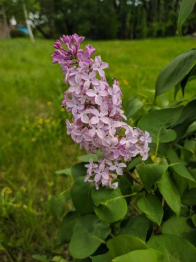 Kamen-na-Obi, Altai, Rusya 'da yeşil yapraklı leylak çiçekleri..