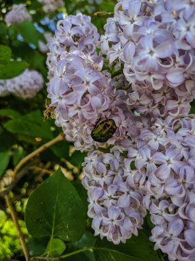 Böcek, Kamen-na-Obi, Altai, Rusya 'da bir buket leylağın üzerinde otursun..